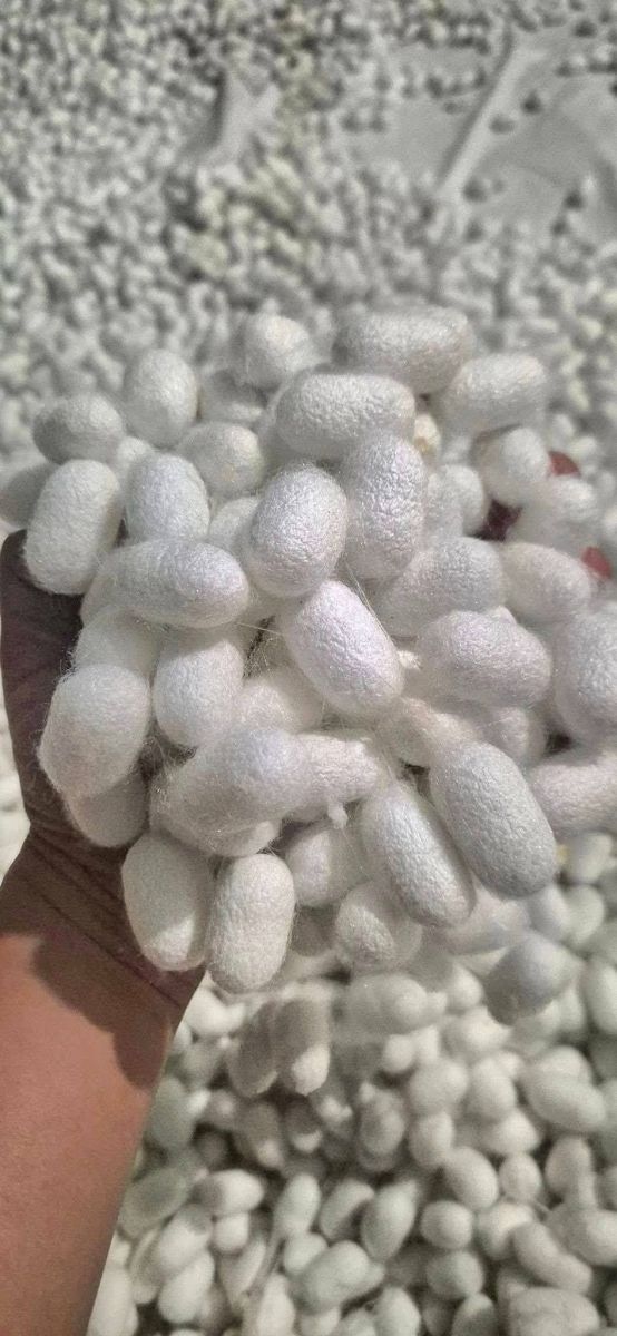 Nông dân phấn khởi nhờ giá kén tằm tăng cao