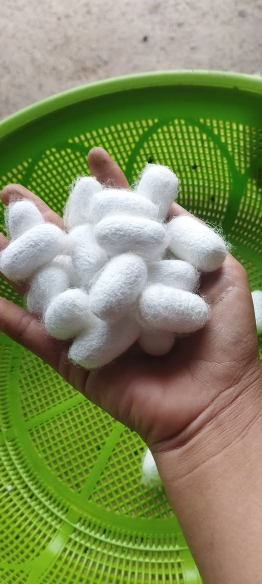 Có thể là hình ảnh về nấm puffball
