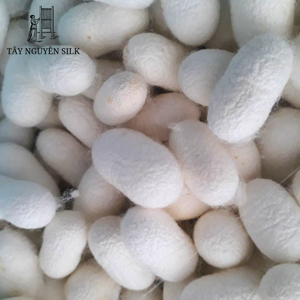 butterfly silkworm cocoon silk worm three stages