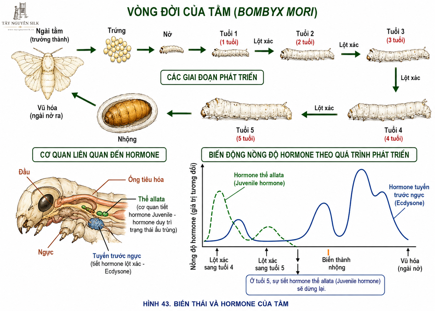 Vòng đời và hormone của tằm