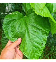 HOM GIỐNG DÂU LAI TAM BỘI THỂ S7-CB