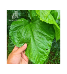 HOM GIỐNG DÂU LAI TAM BỘI THỂ S7-CB