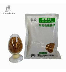 HẠT GIỐNG DÂU LAI TAM BỘI GUISANGYU SỐ 5