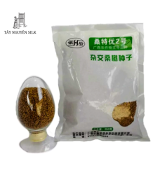 HẠT GIỐNG DÂU LAI GUISANGYU SỐ 2