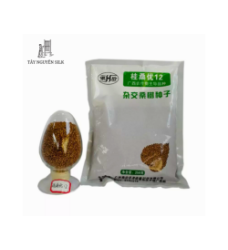 HẠT GIỐNG DÂU LAI GUISANGYU SỐ 12
