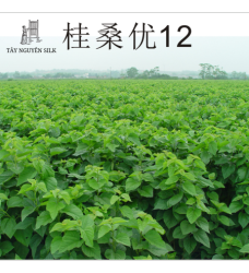 CÂY GIỐNG DÂU LAI GUISANGYU SỐ 12
