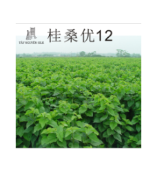 CÂY GIỐNG DÂU LAI GUISANGYU SỐ 12