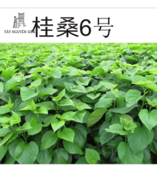 CÂY GIỐNG DÂU LAI TAM BỘI GUISANGYU SỐ 6