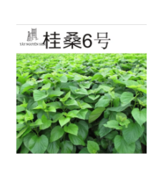 CÂY GIỐNG DÂU LAI TAM BỘI GUISANGYU SỐ 6