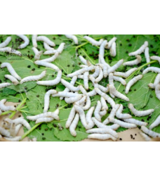 TẰM CON TUỔI 3 - CON GIỐNG ĐẦU 7 CHẤT LƯỢNG CAO