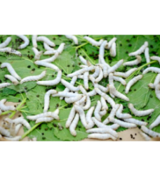 TẰM CON TUỔI 3 - CON GIỐNG ĐẦU 7 CHẤT LƯỢNG CAO