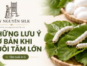 NHỮNG LƯU Ý CƠ BẢN KHI NUÔI TẰM LỚN