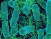 THUỐC TRỪ SÂU SINH HỌC BACILLUS THURINGIENSIS (BT) CÓ AN TOÀN CHO TẰM KHÔNG?