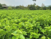 TANG DIỆP (LÁ DÂU TẰM) – DƯỢC LIỆU THANH NHIỆT, MÁT GAN, HỖ TRỢ ĐƯỜNG HUYẾT TỪ THIÊN NHIÊN