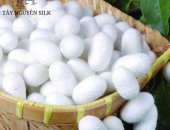TƯ VẤN DỰ ÁN TRỒNG DÂU NUÔI TẰM
