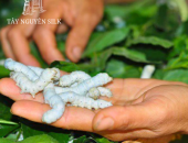 BIỆN PHÁP PHÒNG TRỪ TỔNG HỢP TRONG CHĂN NUÔI TẰM