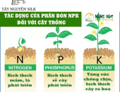 Những biểu hiện của cây dâu thiếu dưỡng chất ?