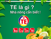 Phân NPK TE bón cho cây dâu có an toàn cho tằm không?