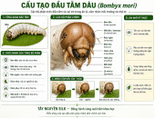 TRÊN ĐẦU TẰM GỒM NHỮNG BỘ PHẬN GÌ?