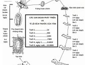 CÁC GIAI ĐOẠN PHÁT TRIỂN CỦA TẰM DÂU