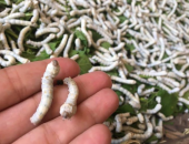 CUNG CẤP TẰM GIỐNG - TRỨNG GIỐNG