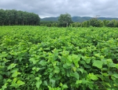 Những loại đất phù hợp để trồng cây dâu tằm?