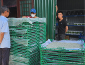 Lịch xuất tằm giống Ngày 21-22/2 Tây Nguyên Silk
