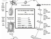 SINH LÝ CƠ BẢN CỦA TẰM DÂU