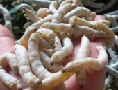TUỔI 5 ĂN RỖI: CHU KỲ TẰM ĂN VÀ NGHỈ NGƠI DIỄN RA NHƯ THẾ NÀO?