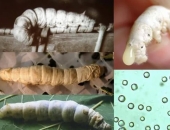 CƠ CHẾ GÂY BỆNH MỦ (VIÊM HUYẾT – HOẠI HUYẾT) TRÊN TẰM VÀ HƯỚNG XỬ LÝ HIỆU QUẢ