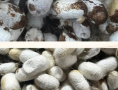 CẢNH BÁO NGUY CƠ LÂY NHIỄM CHÉO VÌ NUÔI GỐI ĐẦU HOẶC CÒN KÉN LỨA TRƯỚC TRONG NHÀ TẰM