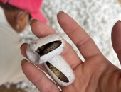 TỶ LỆ HAO HỤT TRUNG BÌNH TRONG NGHỀ NUÔI TẰM HIỆN NAY