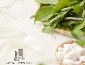 VÌ SAO KHI HÁI LÁ DÂU TRỜI MƯA PHẢI ĐỂ RÁO NƯỚC RỒI MỚI CHO TẰM ĂN?