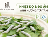 NHIỆT ĐỘ VÀ ĐỘ ẨM ẢNH HƯỞNG NHƯ THẾ NÀO TỚI SỰ SỐNG VÀ PHÁT TRIỂN CỦA TẰM?