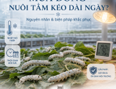 VÌ SAO MÙA ĐÔNG THỜI GIAN NUÔI TẰM KÉO DÀI NGÀY VÀ BIỆN PHÁP KHẮC PHỤC?