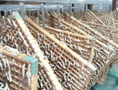 VÌ SAO TẰM CÓ TUYẾN TƠ ĐẦY, KHOẺ MẠNH NHƯNG KHÔNG NHẢ TƠ TẠO KÉN?