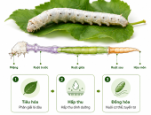 TÌM HIỂU VỀ HỆ TIÊU HÓA CỦA TẰM DÂU