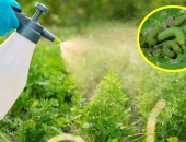 THUỐC BẢO VỆ THỰC VẬT SINH HỌC ẢNH HƯỞNG TỚI TẰM NHƯ THẾ NÀO?
