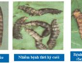 Vi khuẩn Serratia marcescens gây bệnh gì trên tằm ?