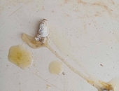 TẰM TUỔI 5-6 NHÌN NHƯ CHÍN NHƯNG KHÔNG NHẢ TƠ, RƠI NÉ VÀ CHẾT MỀM: CÓ PHẢI DO “GIỐNG TRONG” KHÔNG?
