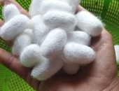 GIÁ KÉN BAO NHIÊU ĐỂ NGƯỜI NUÔI TẰM HOÀ VỐN ?