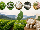 TÂY NGUYÊN CÓ THỂ TRỞ THÀNH VÙNG NGUYÊN LIỆU DÂU TẰM TƠ CHẤT LƯỢNG CAO KHÔNG?