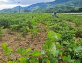 QUẢN LÝ CỎ TRONG VƯỜN DÂU MÀ KHÔNG ẢNH HƯỞNG ĐẾN TẰM