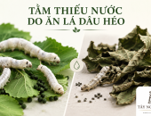 KHI TẰM BỊ THIẾU NƯỚC DO ĂN LÁ DÂU HÉO SẼ NHƯ THẾ NÀO?