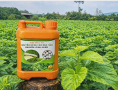 PHÂN BÓN LÁ TNS CỦA TÂY NGUYÊN SILK GIÚP CÂY TRỒNG PHÁT TRIỂN VÀ PHÒNG BỆNH BỀN VỮNG NHƯ THẾ NÀO?