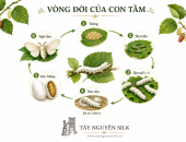 VÒNG ĐỜI CỦA CON TẰM TRẢI QUA NHỮNG GIAI ĐOẠN NÀO?