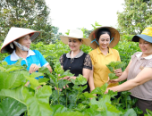 GIÁ DÂU CÀNH BAO NHIÊU LÀ HỢP LÝ ĐỂ NGƯỜI BÁN LÁ CÓ LỜI VÀ NGƯỜI NUÔI TẰM VẪN CÓ LÃI?
