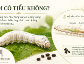 TẰM CÓ TIỂU KHÔNG?