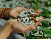 VÌ SAO NGHỀ TẰM DỄ RƠI VÀO VÒNG XOÁY “LÀM NHIỀU NHƯNG KHÔNG GIÀU”?