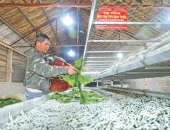 SO SÁNH NUÔI TẰM VỚI CÀ PHÊ, HỒ TIÊU, SẦU RIÊNG: MÔ HÌNH NÀO CHO DÒNG TIỀN TỐT HƠN?